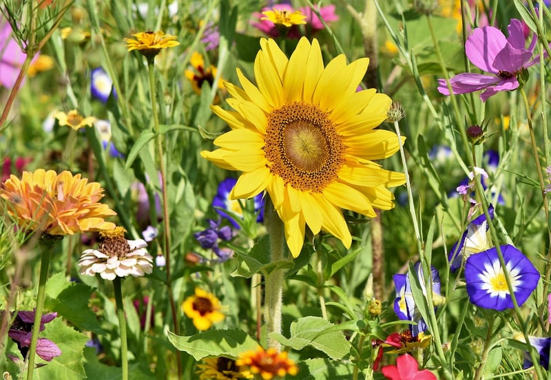 Garden Workshop