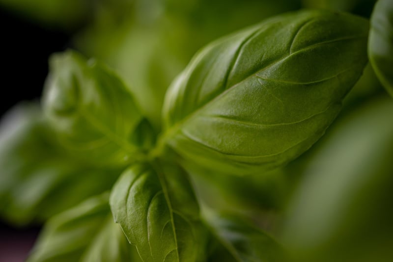 Miniature Herb Garden